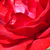 Roșu - Trandafir pentru straturi Floribunda - Nina Weibull®